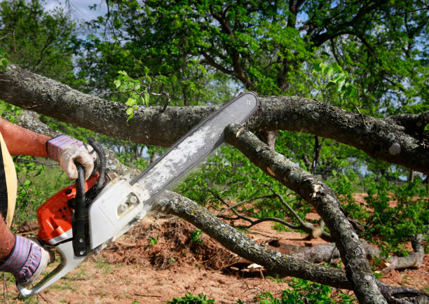 Best Root Management and Removal  in Whiteville, TN